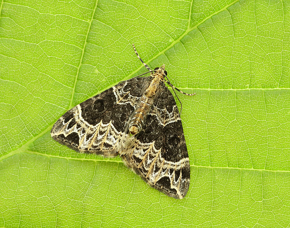 70.094 BF1759 Small Phoenix Ecliptopera silaceata