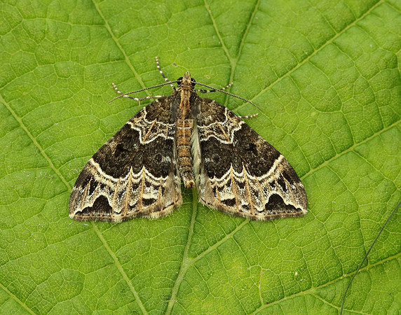 70.094 BF1759 Small Phoenix Ecliptopera silaceata