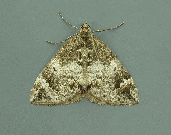 70.098 BF1762 Dark Marbled Carpet Dysstroma citrata
