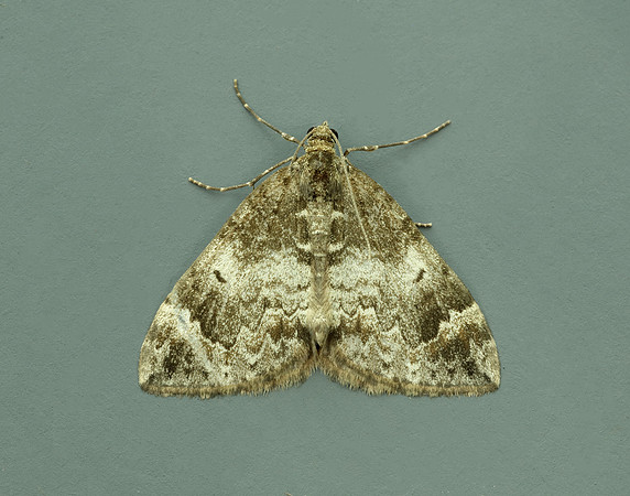 70.098 BF1762 Dark Marbled Carpet Dysstroma citrata