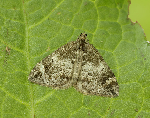 70.098 BF1762 Dark Marbled Carpet Dysstroma citrata