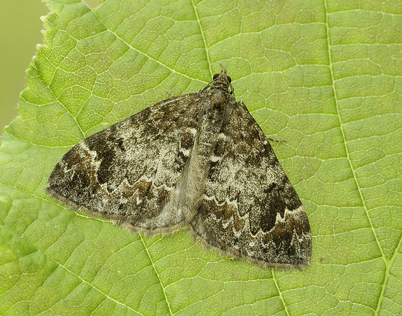 70.098 BF1762 Dark Marbled Carpet Dysstroma citrata