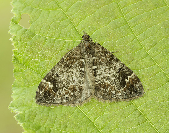 70.098 BF1762 Dark Marbled Carpet Dysstroma citrata