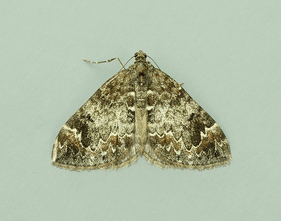 70.098 BF1762 Dark Marbled Carpet Dysstroma citrata