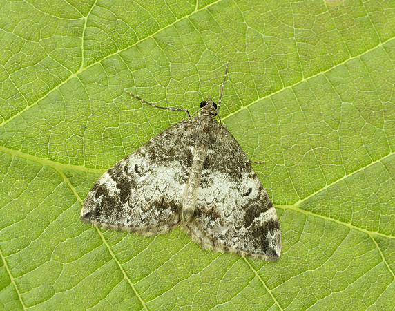 70.098 BF1762 Dark Marbled Carpet Dysstroma citrata