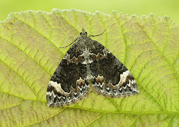 70.098 BF1762 Dark Marbled Carpet Dysstroma citrata