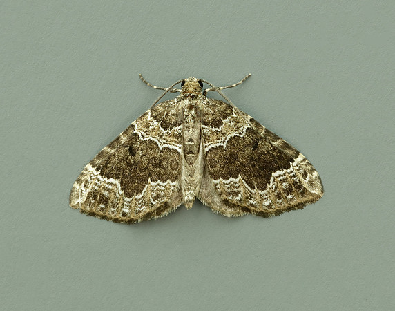 70.104 BF1751 Devon Carpet Lampropteryx otregiata