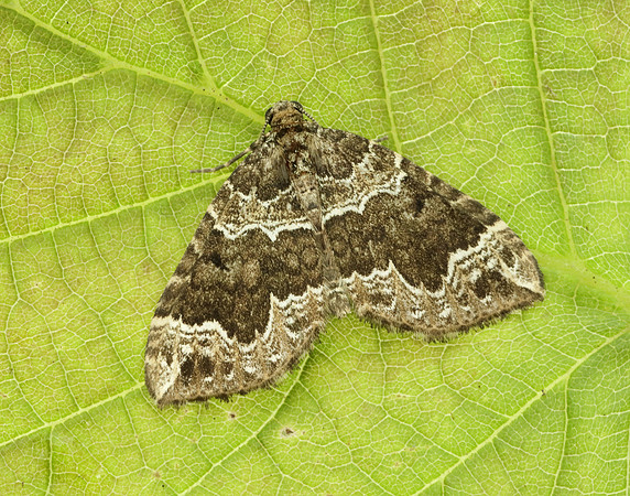 70.104 BF1751 Devon Carpet Lampropteryx otregiata