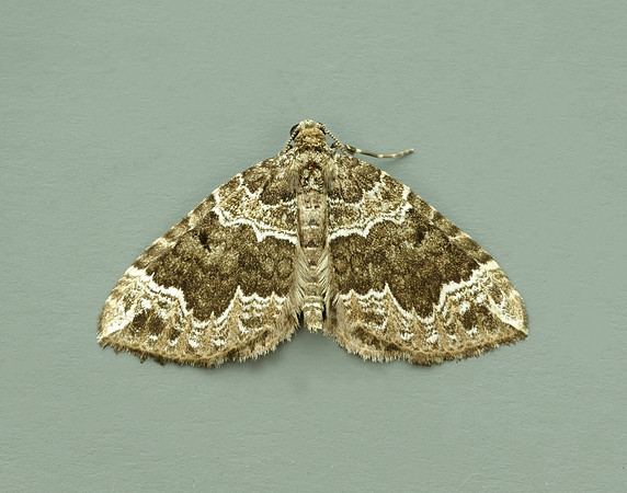 70.104 BF1751 Devon Carpet Lampropteryx otregiata