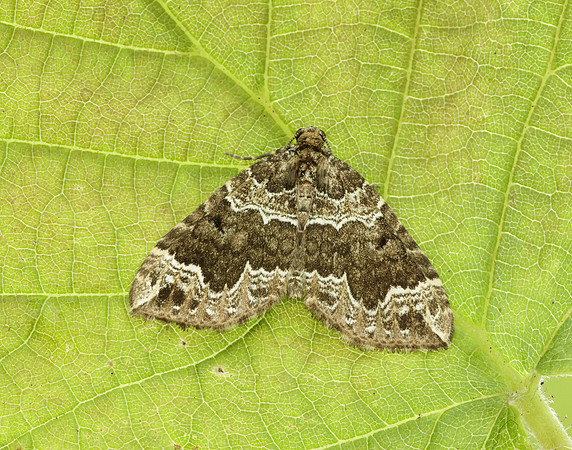 70.104 BF1751 Devon Carpet Lampropteryx otregiata