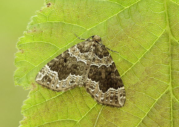 70.104 BF1751 Devon Carpet Lampropteryx otregiata