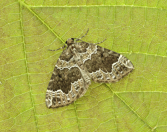 70.104 BF1751 Devon Carpet Lampropteryx otregiata