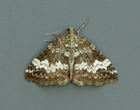 70.133 BF1803 Small Rivulet Perizoma alchemillata