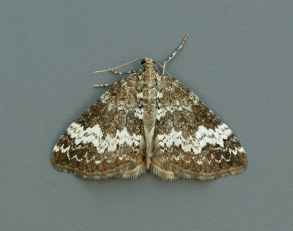 70.133 BF1803 Small Rivulet Perizoma alchemillata