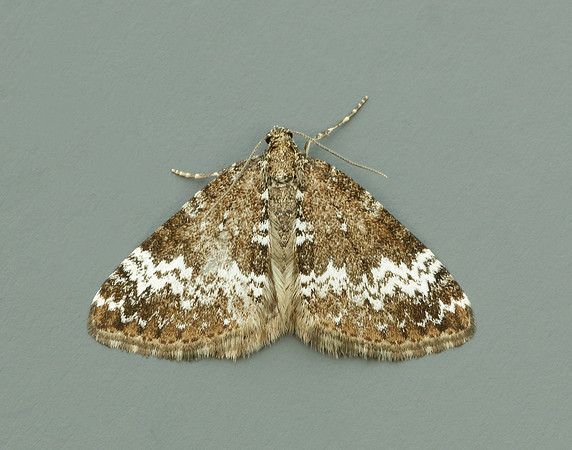70.133 BF1803 Small Rivulet Perizoma alchemillata