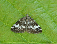 70.133 BF1803 Small Rivulet Perizoma alchemillata