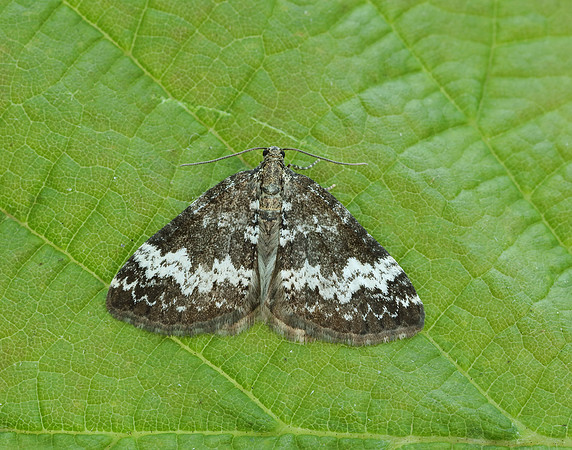 70.133 BF1803 Small Rivulet Perizoma alchemillata