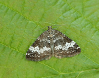 70.133 BF1803 Small Rivulet Perizoma alchemillata