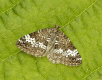 70.133 BF1803 Small Rivulet Perizoma alchemillata