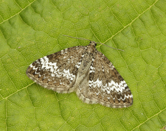 70.133 BF1803 Small Rivulet Perizoma alchemillata