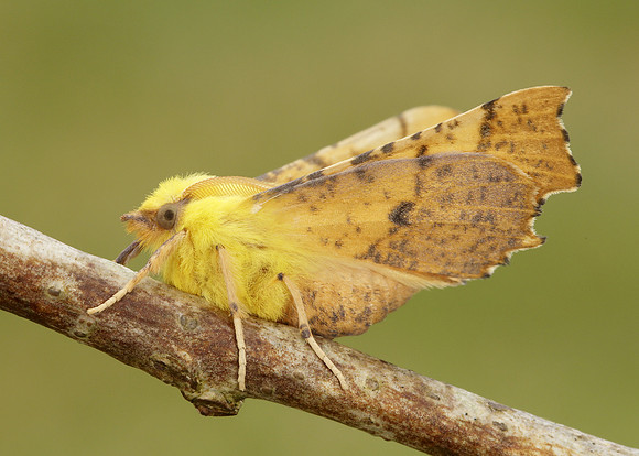 70.234 BF1913 Canary-shouldered Thorn Ennomos alniaria