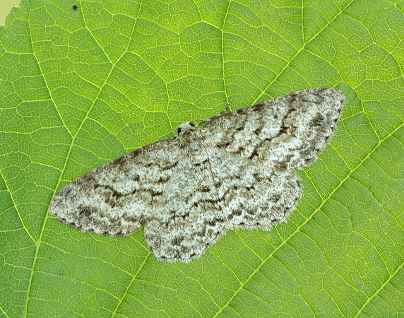 70.270 BF1947 Engrailed Ectropis crepuscularia