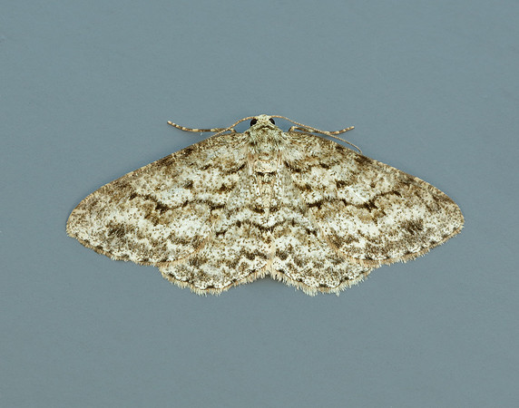70.270 BF1947 Engrailed Ectropis crepuscularia