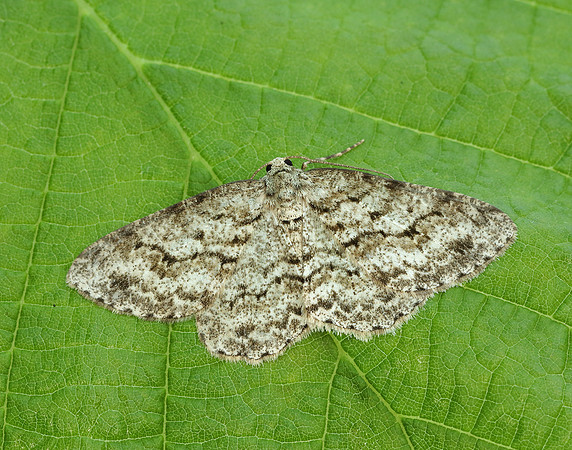 70.270 BF1947 Engrailed Ectropis crepuscularia