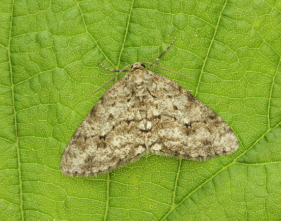 70.270 BF1947 Engrailed Ectropis crepuscularia