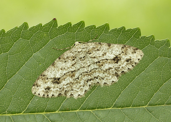 70.270 BF1947 Engrailed Ectropis crepuscularia