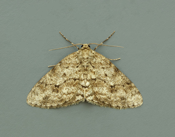 70.270 BF1947 Engrailed Ectropis crepuscularia