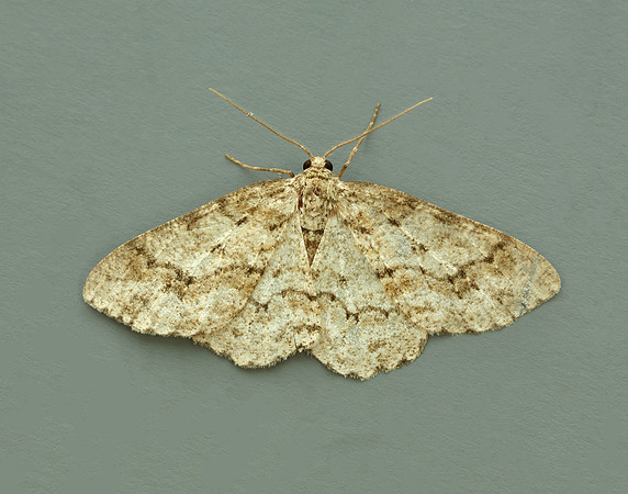 70.270 BF1947 Engrailed Ectropis crepuscularia
