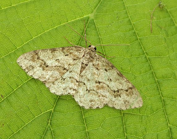 70.270 BF1947 Engrailed Ectropis crepuscularia