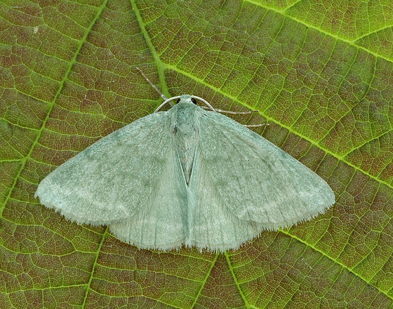 70.297 BF1665 Grass Emerald Pseudoterpna pruinata