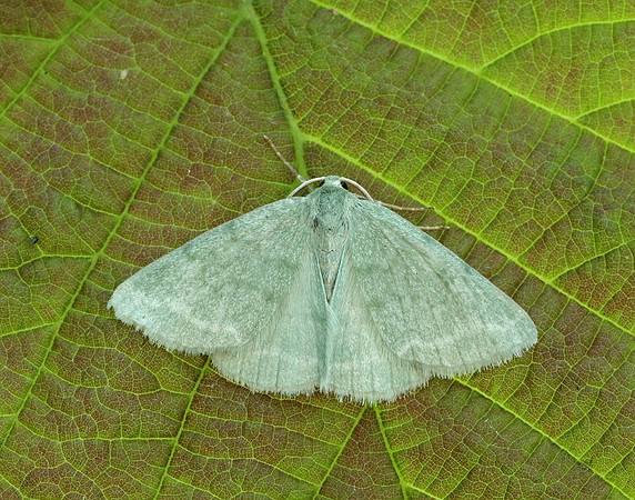70.297 BF1665 Grass Emerald Pseudoterpna pruinata