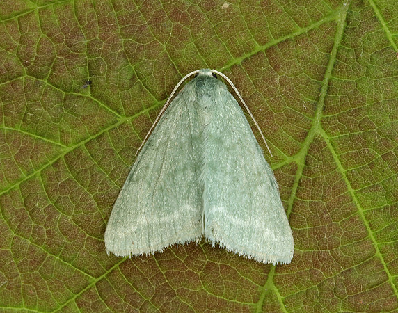 70.297 BF1665 Grass Emerald Pseudoterpna pruinata
