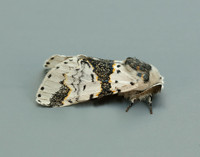 71.006 BF1996 Alder Kitten Furcula bicuspis