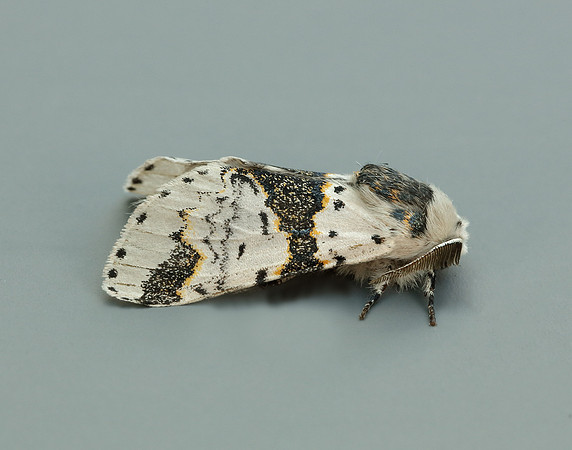 71.006 BF1996 Alder Kitten Furcula bicuspis