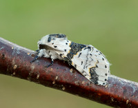 71.006 BF1996 Alder Kitten Furcula bicuspis