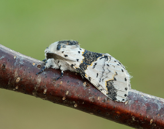 71.006 BF1996 Alder Kitten Furcula bicuspis