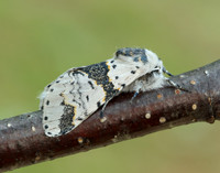 71.006 BF1996 Alder Kitten Furcula bicuspis