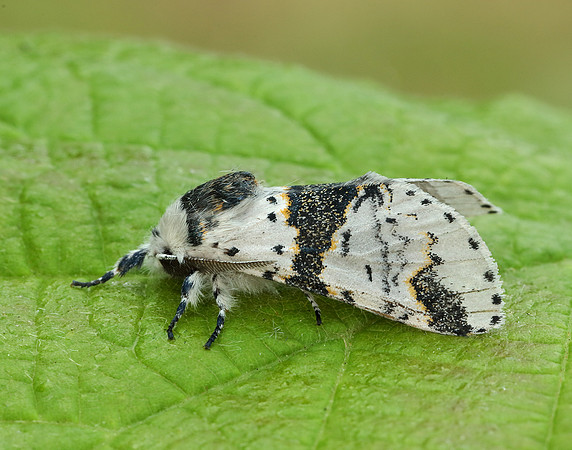 71.006 BF1996 Alder Kitten Furcula bicuspis