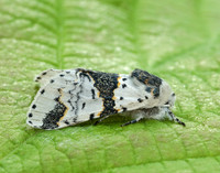 71.006 BF1996 Alder Kitten Furcula bicuspis