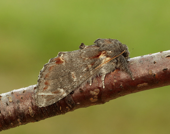 71.012 BF2000 Iron Prominent Notodonta dromedarius