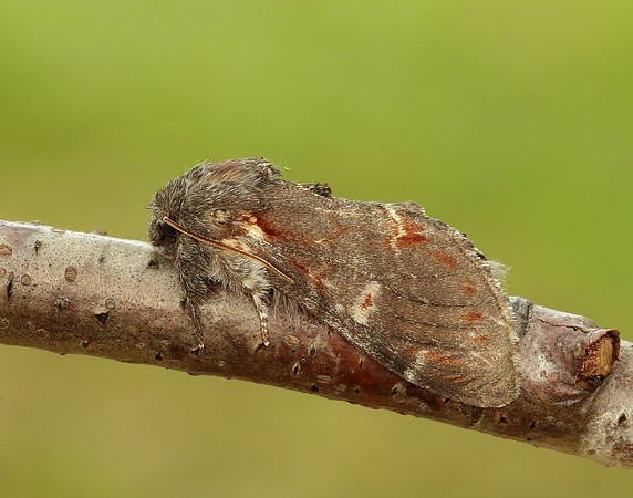 71.012 BF2000 Iron Prominent Notodonta dromedarius