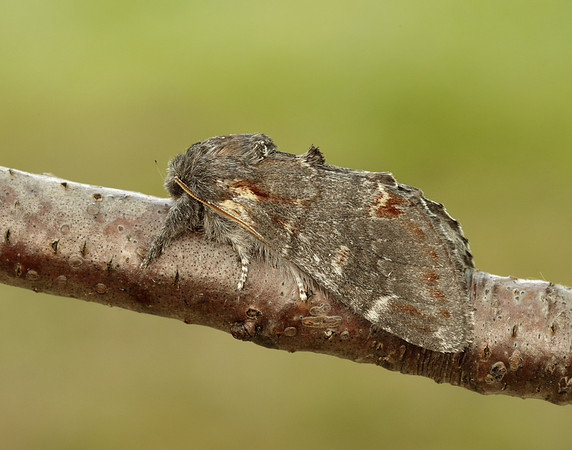 71.012 BF2000 Iron Prominent Notodonta dromedarius