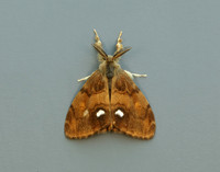 72.017 BF2026 Vapourer Orgyia antiqua