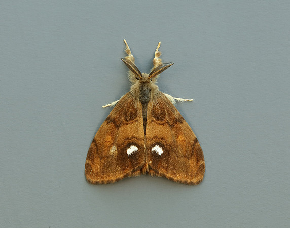 72.017 BF2026 Vapourer Orgyia antiqua