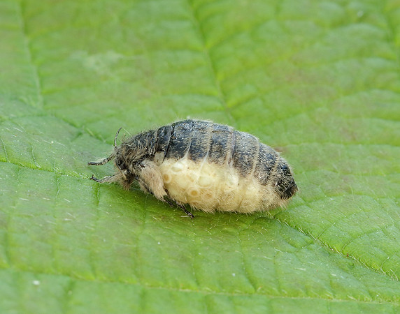 72.017 BF2026 Vapourer Orgyia antiqua
