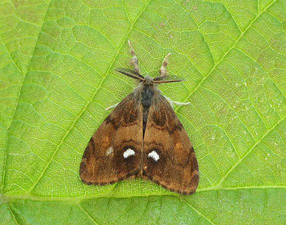 72.017 BF2026 Vapourer Orgyia antiqua
